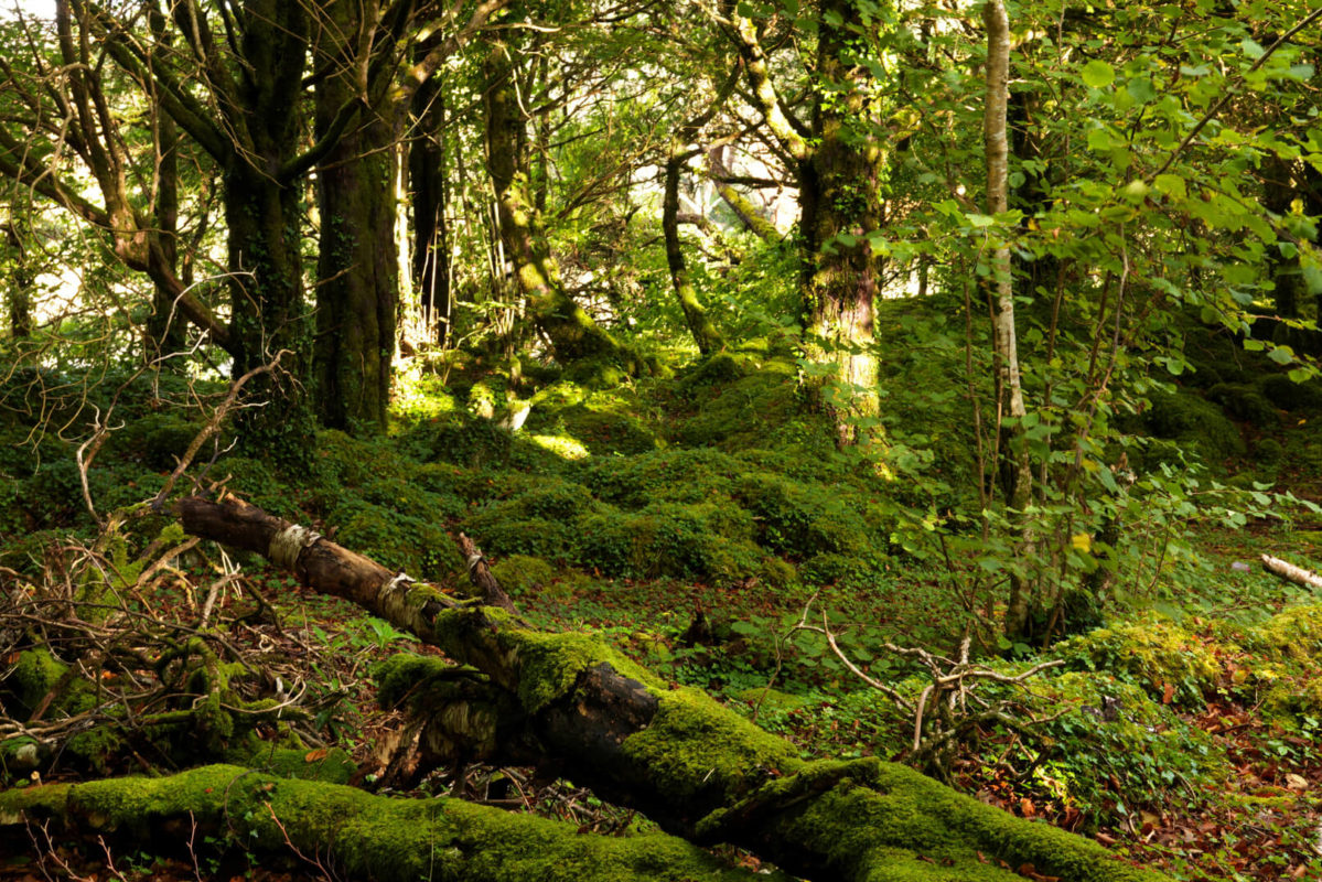 Forests Trails Kerry | Explore Kerry | The Ashe Hotel Tralee