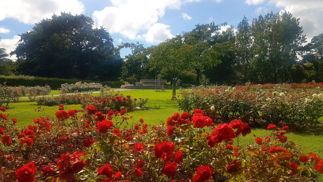 EXPLORE__Local Attractions __Rose Garden Tralee Co master