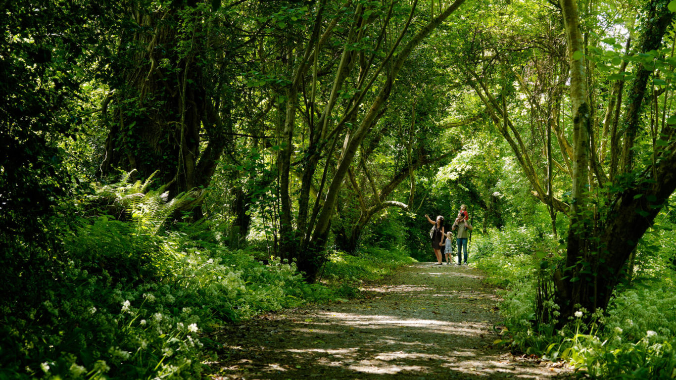 EXPLORE__Walking Hiking __Ballyseede Woods