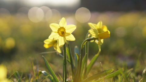 Daffodil Spring Sale